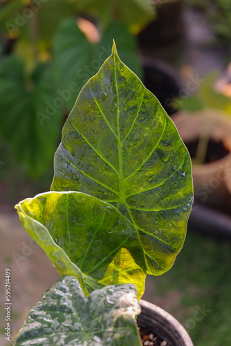 close up green leave wallpaper background texture