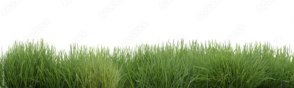 Fototapeta premium Green grass border on transparent background, nature meadow, green field, 3d render illustration.