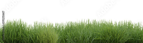 Green grass border on transparent background, nature meadow, green field, 3d render illustration.