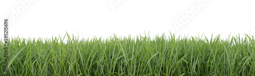 Green grass border on transparent background  nature meadow  green field  3d render illustration.