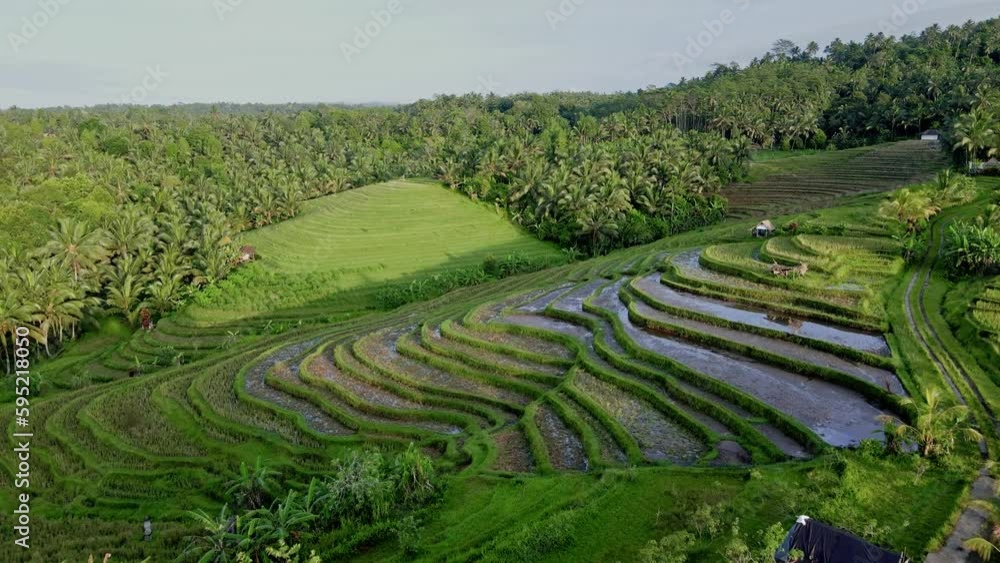 Aerial view of rice terraces with morning sunlight. Countryside in tropical Bali island. Aerial view of rice terraces with morning sunlight. Countryside in tropical Bali island.