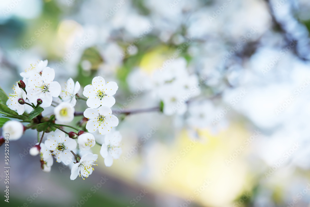 Obraz premium White flower on the tree. Apple and cherry blossoms. Spring flowering.