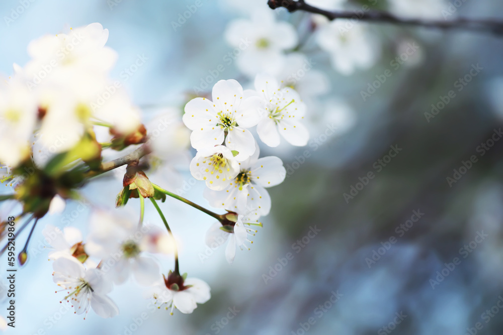 White flower on the tree. Apple and cherry blossoms. Spring flowering. White flower on the tree. Apple and cherry blossoms. Spring flowering.