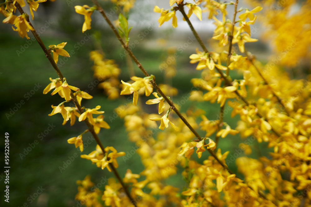 Yellow branch of spring blooming forsythia bush. Olive family genus forsythia. Rack focus. Yellow Forsythia Flowers. Blossoming Forsythia. Yellow branch of spring blooming forsythia bush. Olive family genus forsythia. Rack focus. Yellow Forsythia Flowers. Blossoming Forsythia.
