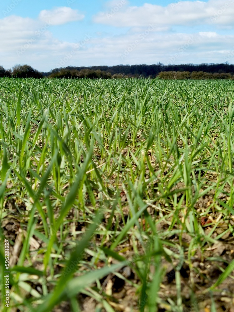 field of corn field of corn