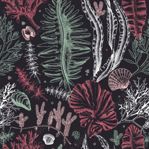 Sea life vector background. Edible seaweed seamless pattern. Hand-drawn kelp, kombu, wakame, hijiki, seashells illustrations. Underwater algae sketch style. For print, menu design or wrapping