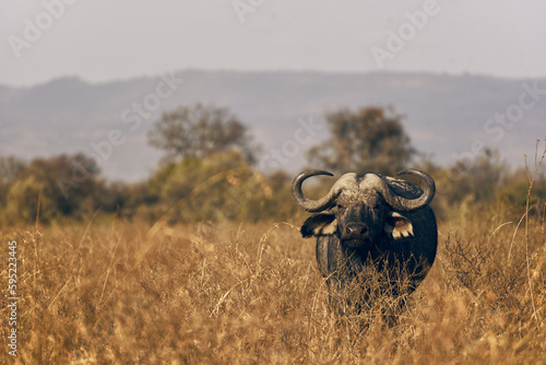 Cape Buffalo grazes apart from his herd