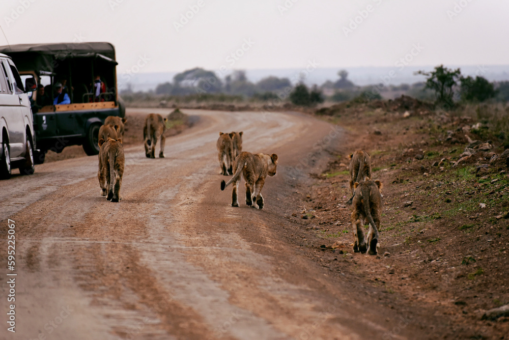 lion family walking down the road