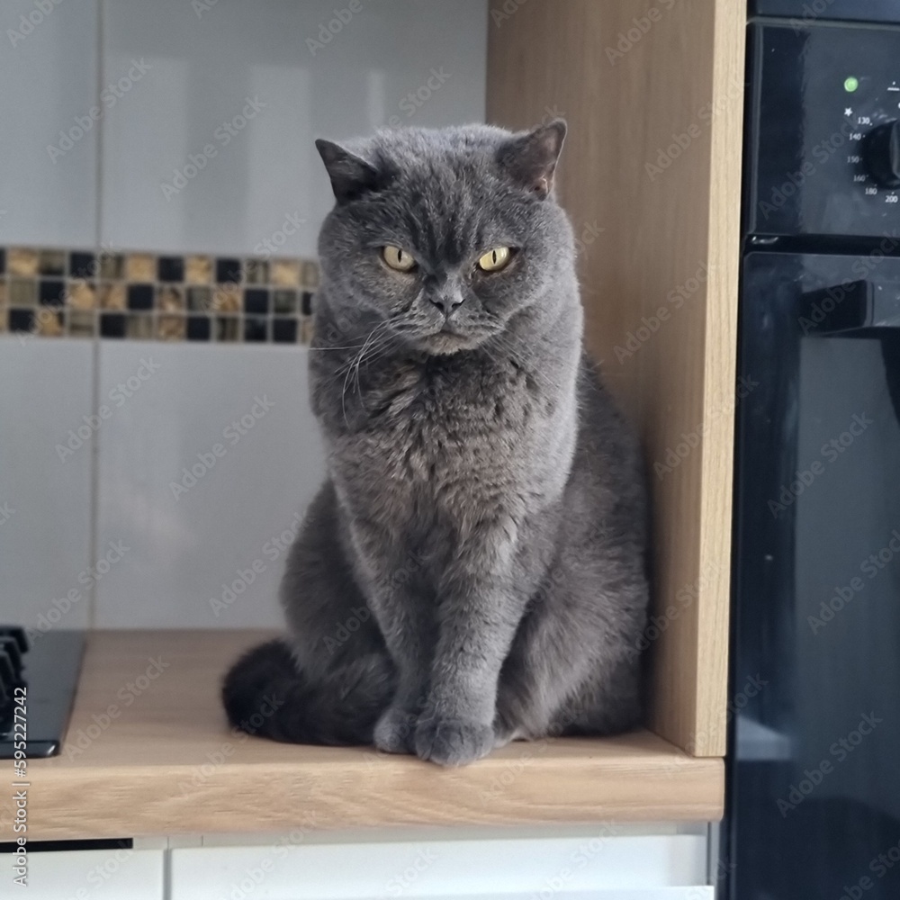 british cat sitting on a wooden counter in the kitchen british cat sitting on a wooden counter in the kitchen