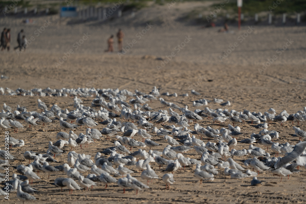 Flock of seagulls at the beach