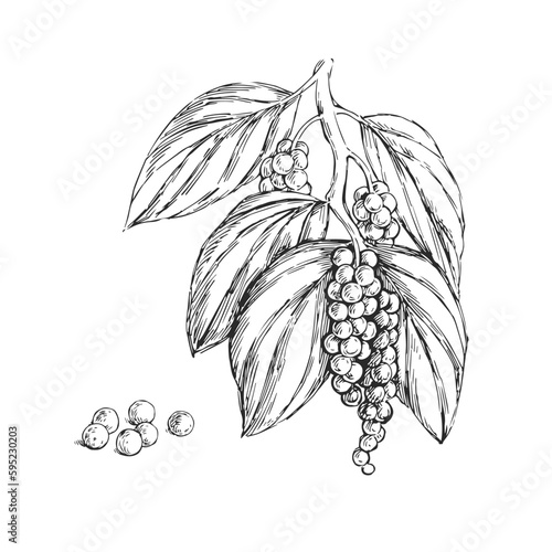 Vector hand-drawn illustration of a pepper branch with peppercorns in the style of an engraving. Sketch of a plant with pepper peas isolated on a white background.