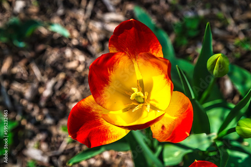 Tulpe rot-gelb