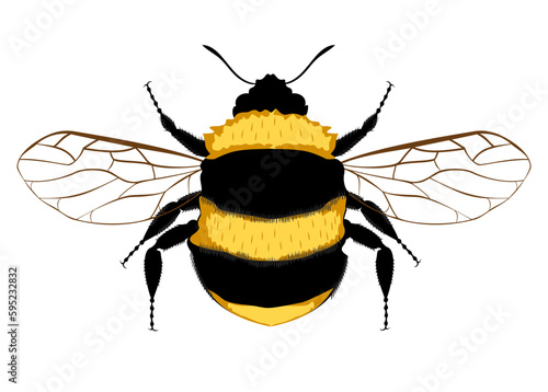 Bumblebee, Bee. Bumblebee logo. Wasp. Bumblebee on white background.
