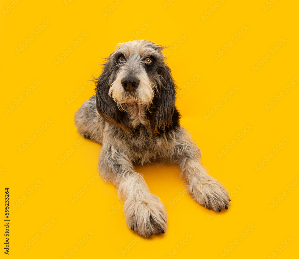Portrait attentive adult Blue Gascony Griffon dog lying down. Isolated on yellow background. obedience concept Portrait attentive adult Blue Gascony Griffon dog lying down. Isolated on yellow background. obedience concept