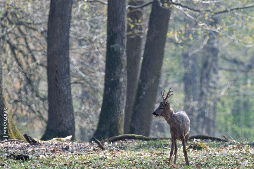 Chevreuil - Capreolus capreolus Chevreuil - Capreolus capreolus