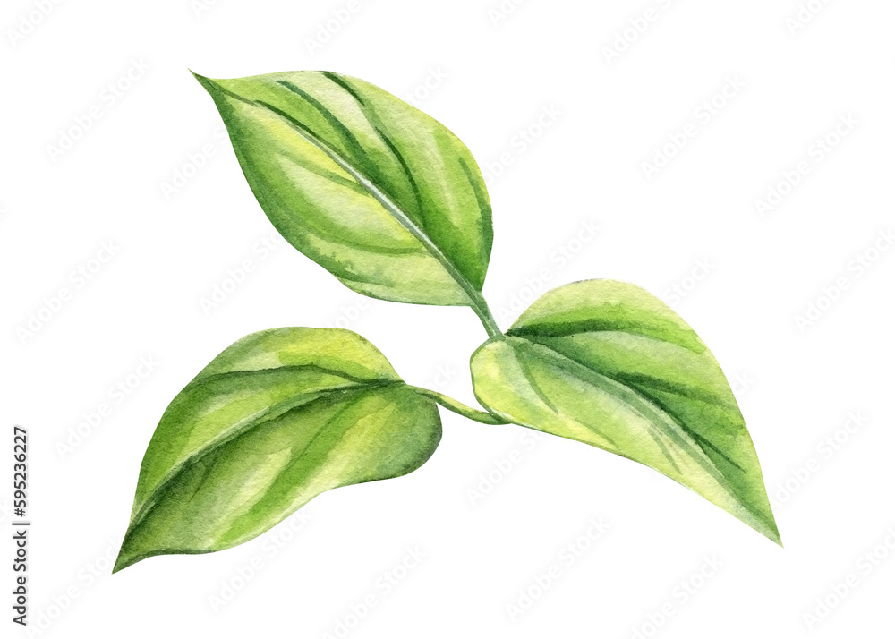 green leaves on an isolated white background. Watercolor illustrations. Climates green leaf green leaves on an isolated white background. Watercolor illustrations. Climates green leaf
