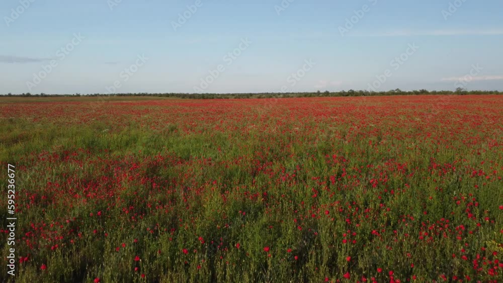 Aerial view on poppy field at sunset, with red poppies and wildflowers glowing in the evening light. Beautiful field scarlet poppies flowers in motion blur. Glade of red poppies. Papaver sp. Nobody Aerial view on poppy field at sunset, with red poppies and wildflowers glowing in the evening light. Beautiful field scarlet poppies flowers in motion blur. Glade of red poppies. Papaver sp. Nobody