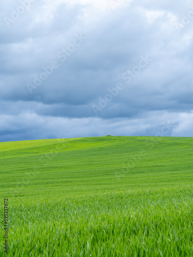 Amazing view of wheat field during spring season. Agricultural fields in green color. Dark sky due to thunderstorm. Bad weather. Contrast between sky and earth. Dramatic sky