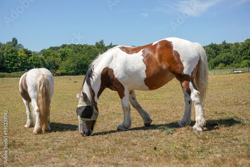 Two domestic horses grazing in field on hot summer day. White and brown horse with face hood. 
