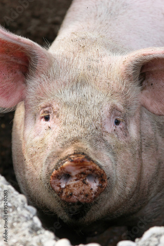The face of a pig. Bosnia and Herzegovina, 2016/08/17.