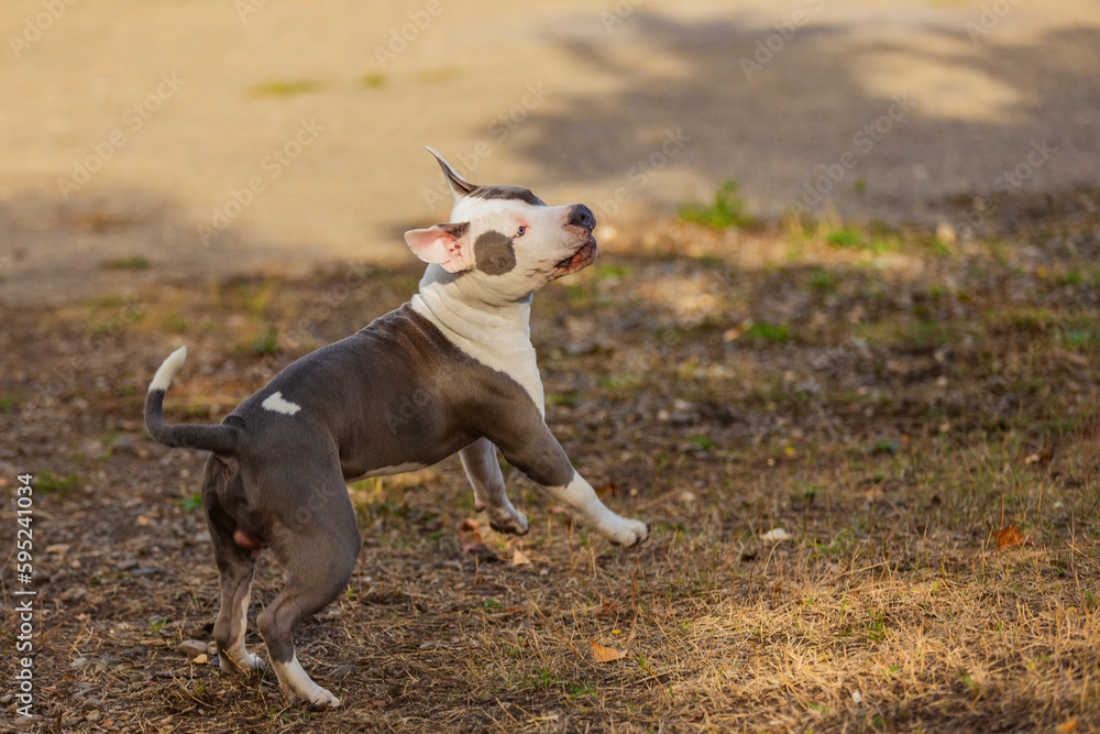 pit bull puppy is playing on the playground close-up