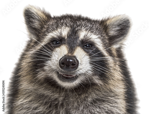 head shot of a young Raccoon facing at the camera with happy expression isolated