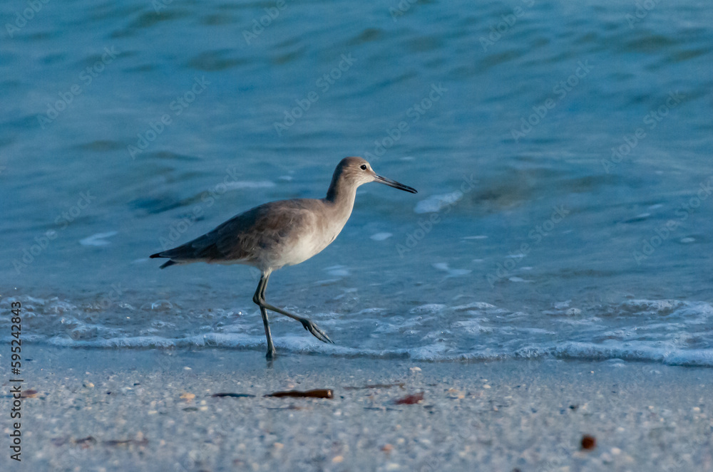 A long-billed sandpiper looking for food on the shore in the Gulf of Mexico, Florida A long-billed sandpiper looking for food on the shore in the Gulf of Mexico, Florida