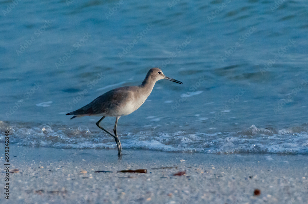Fototapeta premium A long-billed sandpiper looking for food on the shore in the Gulf of Mexico, Florida