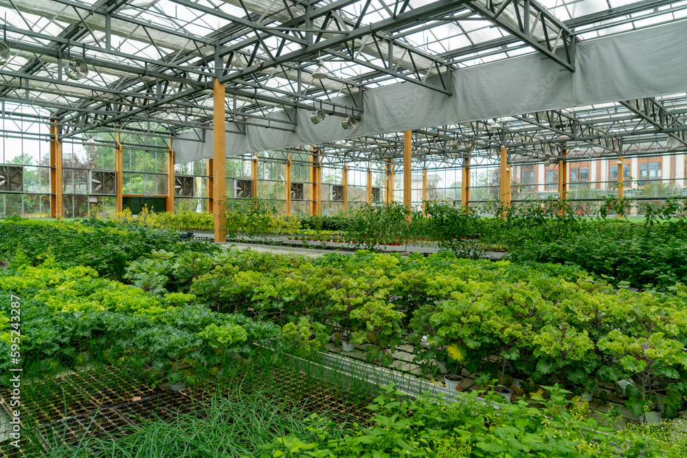 Organic vegetables in agricultural plantations Organic vegetables in agricultural plantations