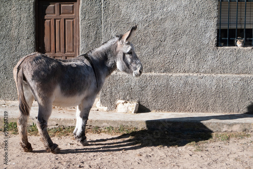 Un burro descansa en su corral. photo