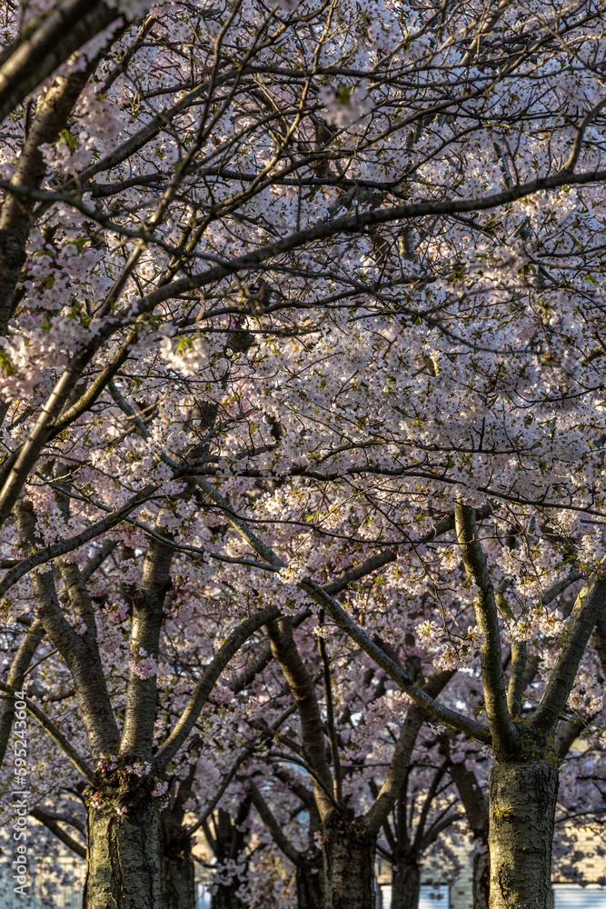 Copenhagen, Denmark Cherry blossoms in the Langelinie park Copenhagen, Denmark Cherry blossoms in the Langelinie park