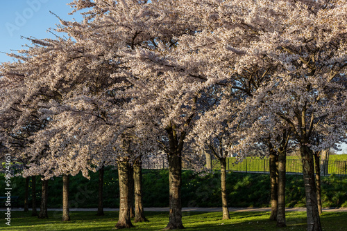 Photography Copenhagen, Denmark Cherry blossoms in the Langelinie park
