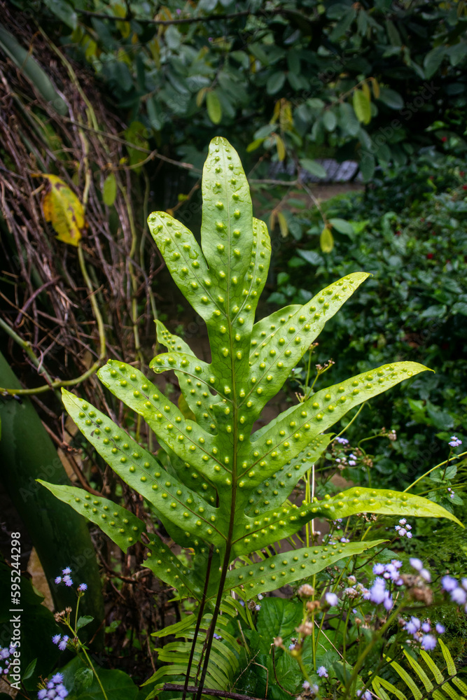 Phymatosorus Scolopendria Leaves: A Closer Look at Nature's Intricate Patterns Phymatosorus Scolopendria Leaves: A Closer Look at Nature's Intricate Patterns