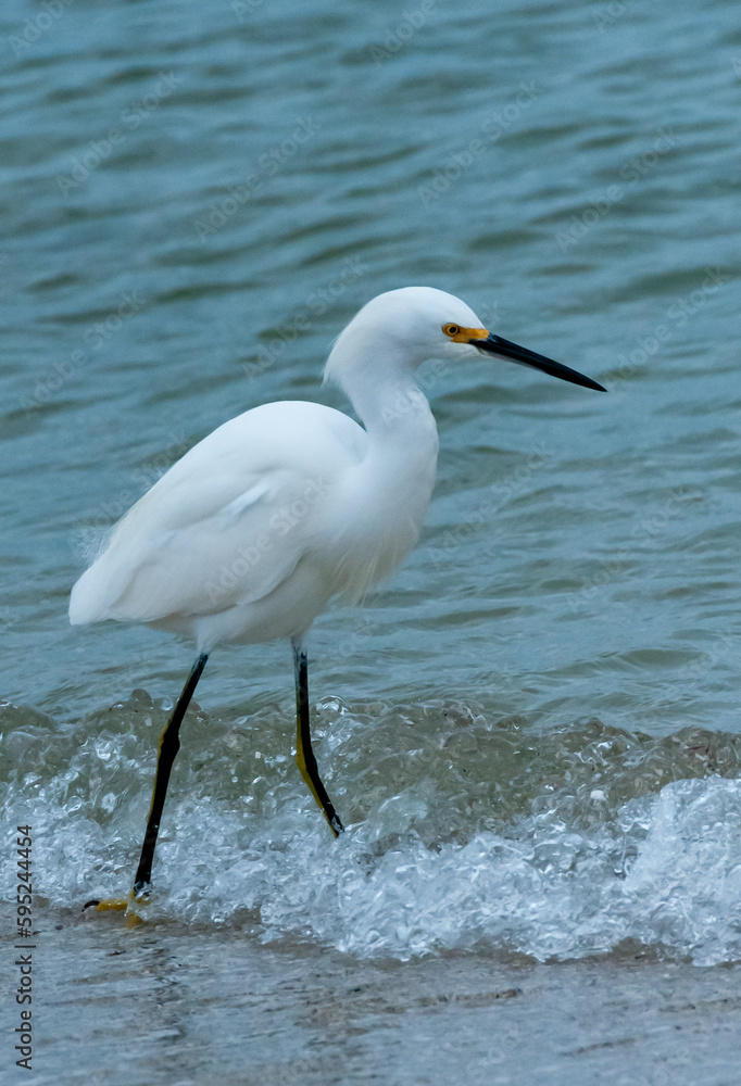 The bird hunts in shallow water, A Great Egret (Ardea alba), Florida The bird hunts in shallow water, A Great Egret (Ardea alba), Florida