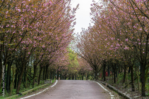 Fototapeta Naklejka Na Ścianę i Meble -  Cherry blossoms blooming on the park road