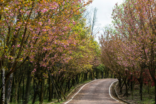 Cherry blossoms blooming on the park road © onlyyouqj