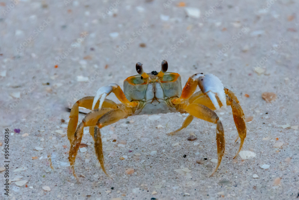 Atlantic ghost crab (Ocypode quadrata) at the ocean beach, Florida USA Atlantic ghost crab (Ocypode quadrata) at the ocean beach, Florida USA