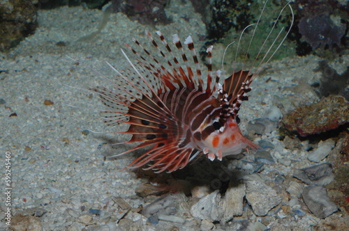 Close-up of a Red Lionfish (Pterois antennata) on the Seafloor © Jenuine