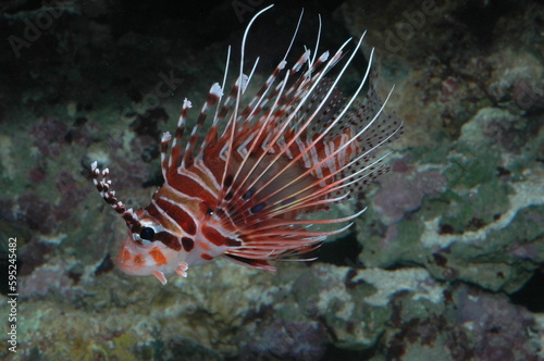 Close-up of a Red Lionfish (Pterois antennata) on the Seafloor