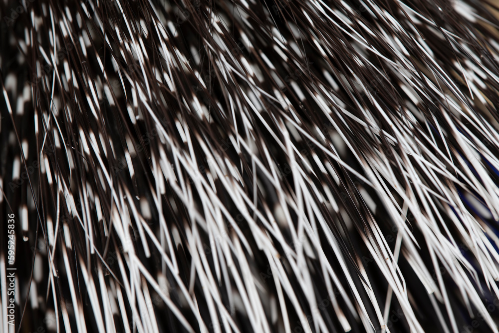 Texture from the quill tail of a porcupine. Texture from the quill tail of a porcupine.
