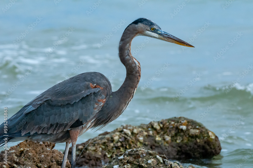 Fototapeta premium Blue Heron (Egretta caerulea) in a central Florida pond. Florida