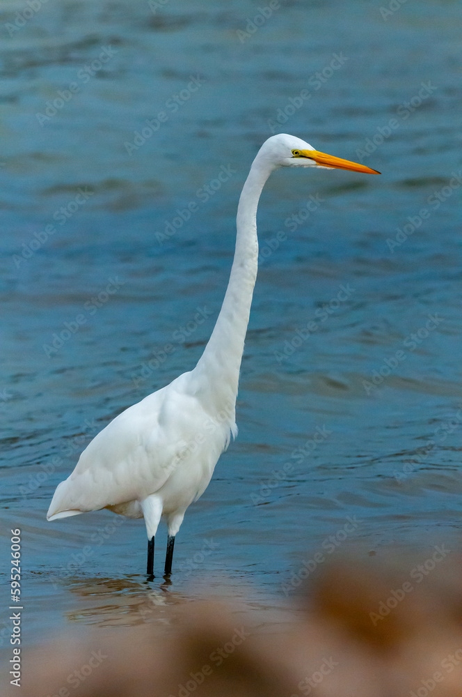 The bird hunts in shallow water, A Great Egret (Ardea alba), Florida The bird hunts in shallow water, A Great Egret (Ardea alba), Florida