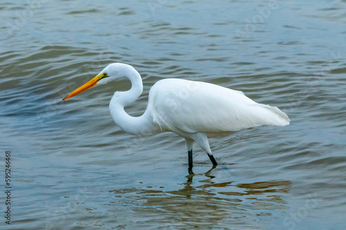 The bird hunts in shallow water, A Great Egret (Ardea alba), Florida © Oleg Kovtun