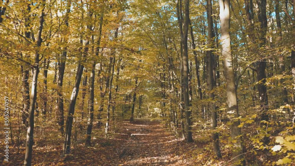 Autumn forest with fallen leaves Autumn forest with fallen leaves
