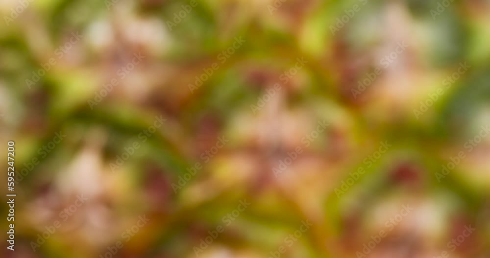 focusing on a fresh ripe pineapple peel, details of a beautiful yellow-green pineapple peel focusing on a fresh ripe pineapple peel, details of a beautiful yellow-green pineapple peel