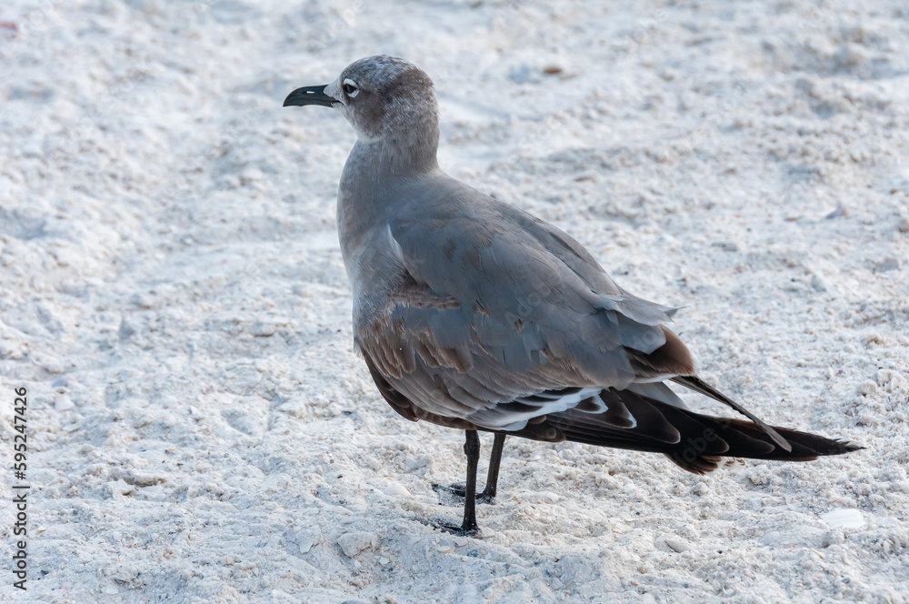 Obraz premium Seagull bird resting on a sandy beach in the Gulf of Mexico, Florida