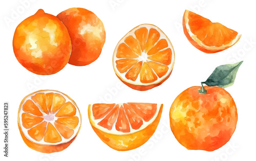 set vector watercolor illustration of ripe orange isolated on white background