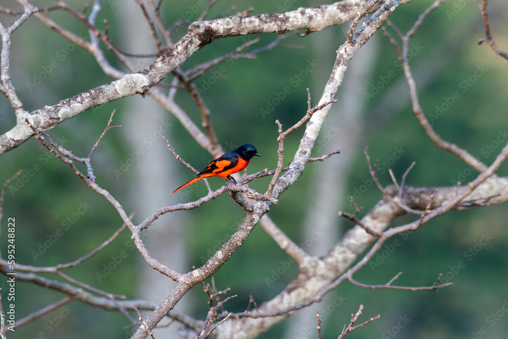 Scarlet minivet or Pericrocotus speciosus observed in Rongtong in West Bengal Scarlet minivet or Pericrocotus speciosus observed in Rongtong in West Bengal