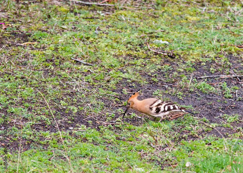 African hoopoe searching for worms in green grass African hoopoe searching for worms in green grass