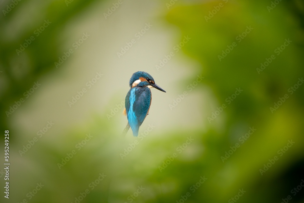 Obraz premium Vibrant kingfisher perched atop a lush green tree branch